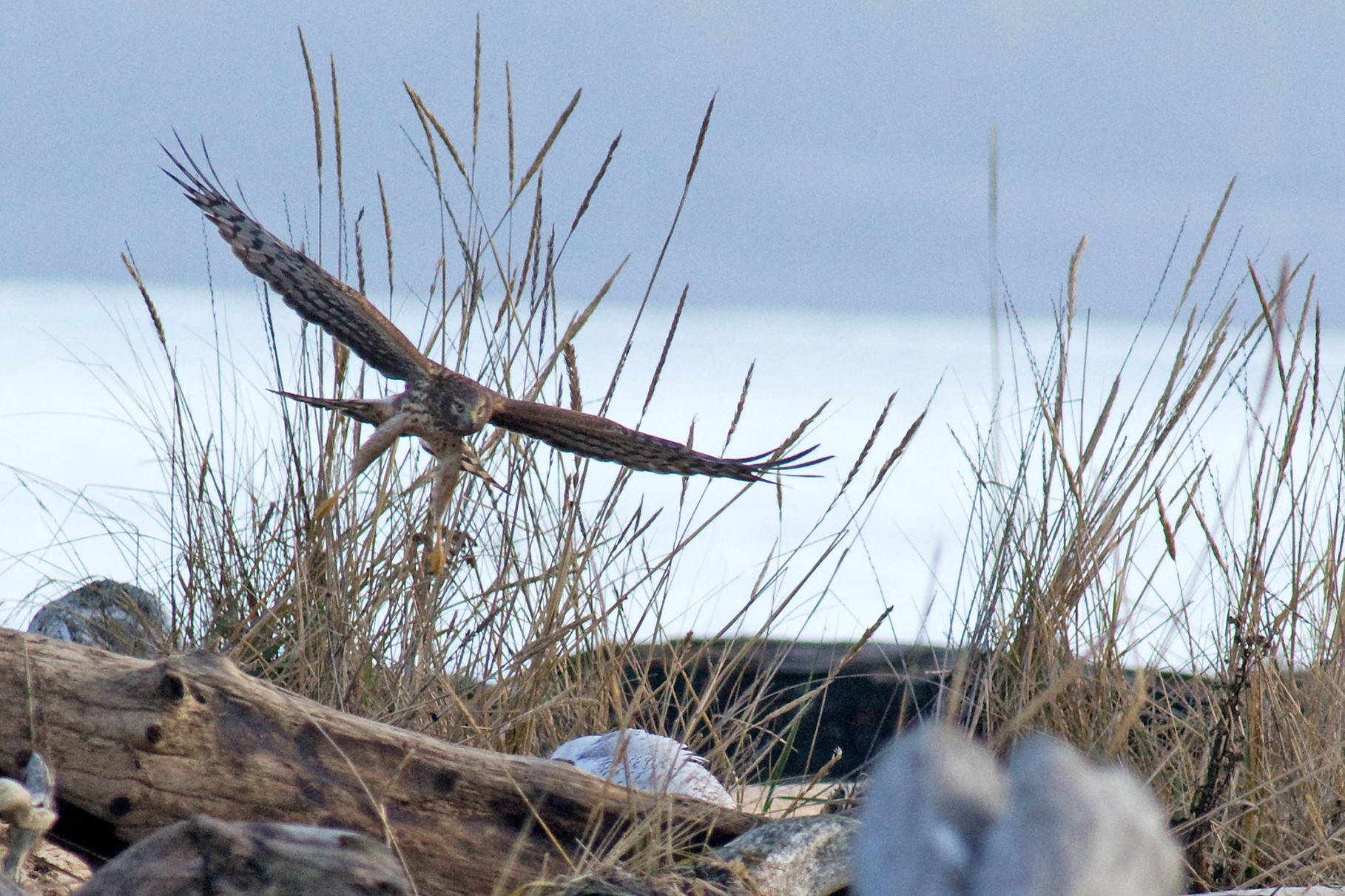 Snowy Owl